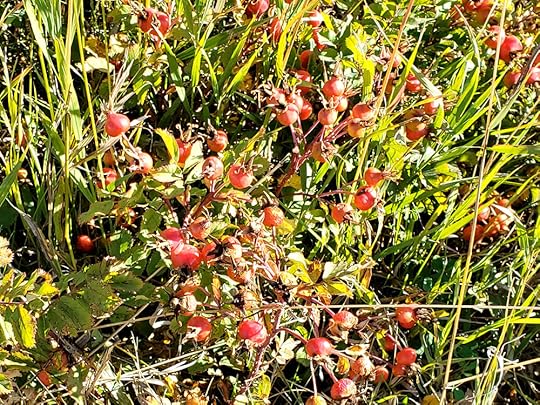 rose hips