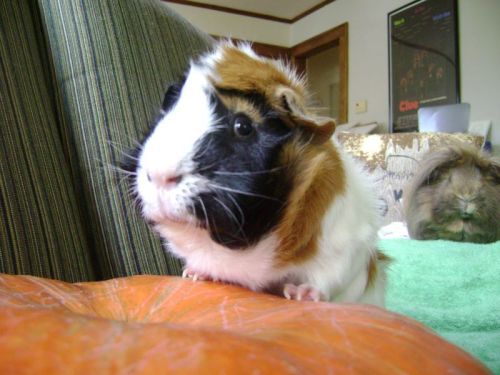 Rachel E Smith guinea pigs Horace and Danger Crumples