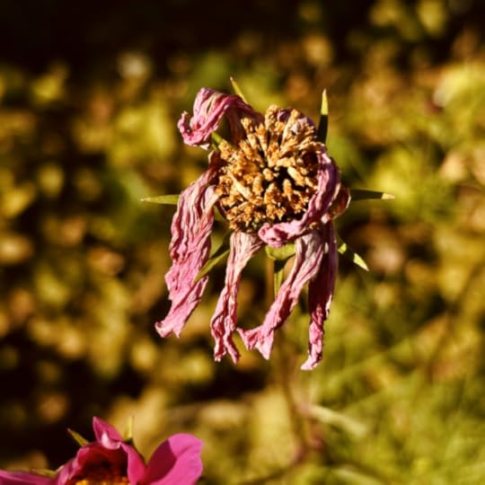 Eine absterbende Blüte in Großaufnahme, hängende Blütenblätter