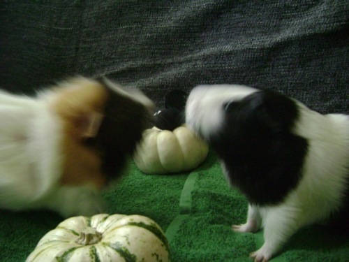 Rachel E Smith guinea pigs Snuffy and Thorfy