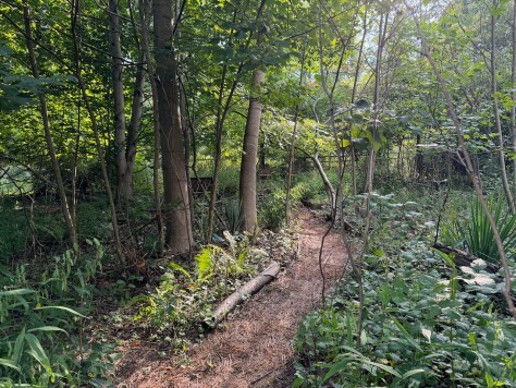 Woodland path to pond