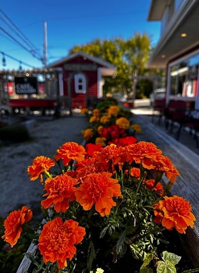 Orange marigolds