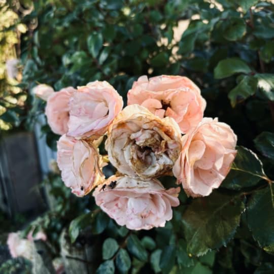 Verblühende Kletterrosen in Rosa
