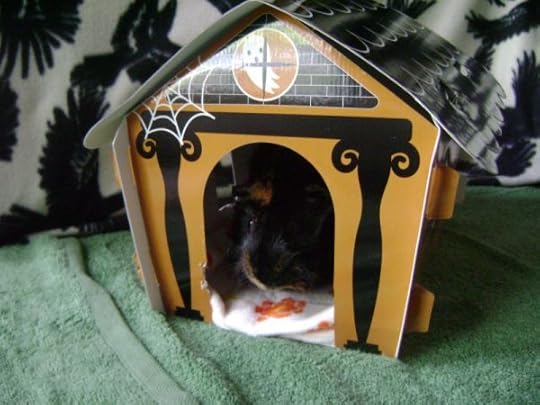 Rachel E Smith guinea pig Wisting
