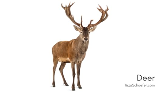 Deer: Stag with large antlers