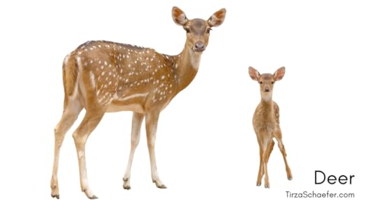 Deer: Doe & Fawn