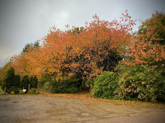Autumn, I love you: trees