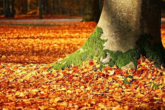 red andyellow leaves around the base of a moss-covered tree