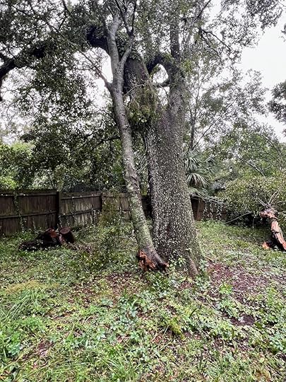 uprooted tree next to living tree