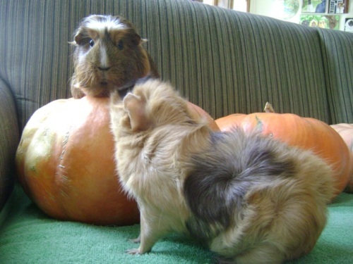 Rachel E Smith guinea pigs Peregrine and Ozma