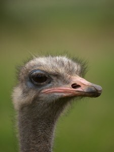 Ostrich