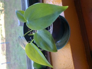 Philodendron 