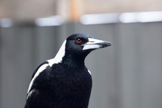 Making friends with magpies: let’s encourage it with care
