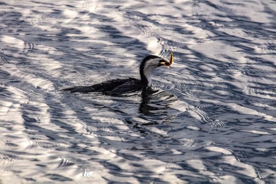 Bayside cormorants are important for our whole coastline