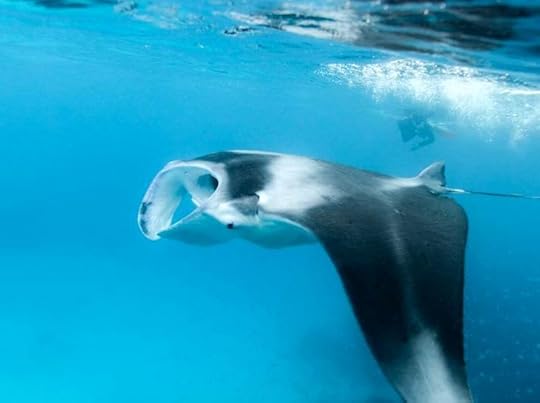 Understanding the Influence of Lady Musgrave Island