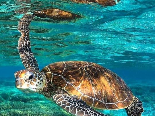 Investigating the Bramble Reef Perimeter