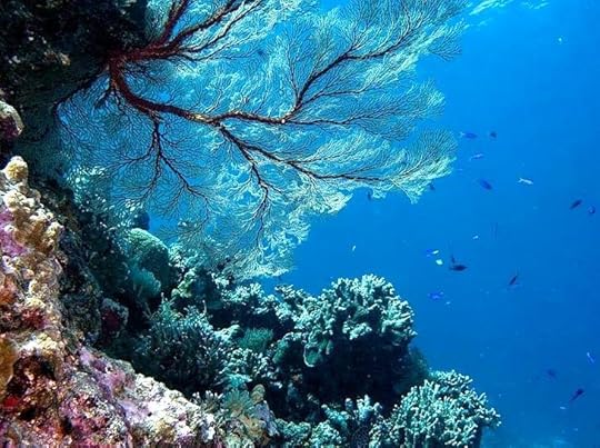 Uncovering the Wonders of the Coral Sea Shelf