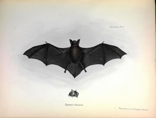 Vintage illustration of a bat.
