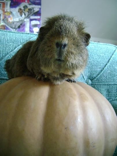 Rachel E Smith guinea pig Pammy