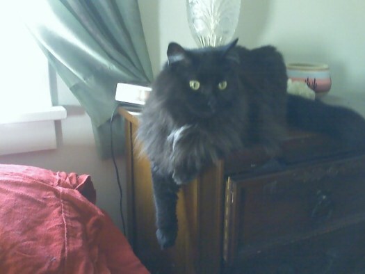 deceased pet dream meaning