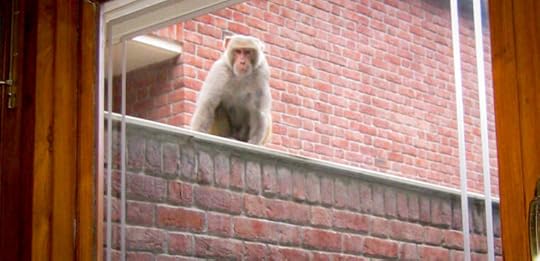Window-Monkey
