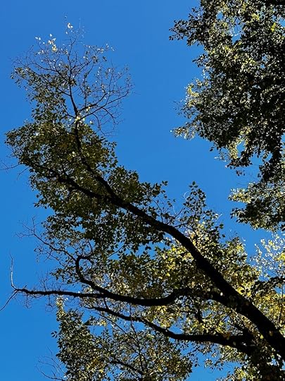 Elm branches and blue sky