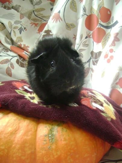 Rachel E Smith guinea pig Hen Wen