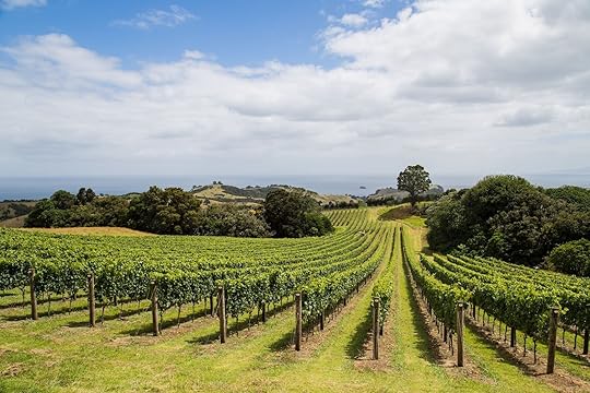 Vineyard on the hillside, Waiheke island in Hauraki Gulf, New Zealand