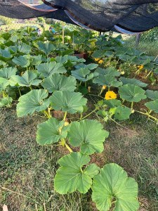 Pumpkin vines