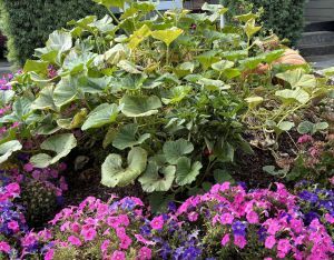 Giant Pumpkin plant with petunias