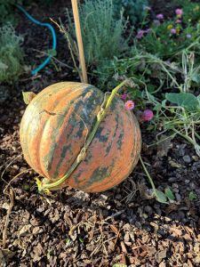 An orange and green pumpkin