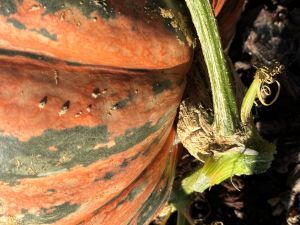 pumpkin stem