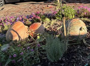 3 enormouus pumpkins