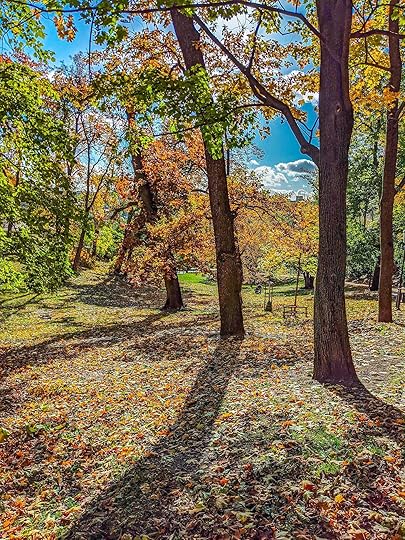 Trees covered with autumn leaves illuminated from behind by the sun. 