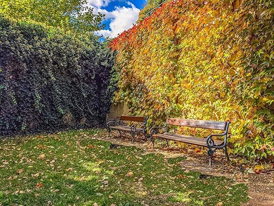 Two park benches in front of a wall covered with red and gold ivy. 
