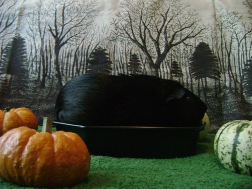 Rachel E Smith guinea pig Salem 