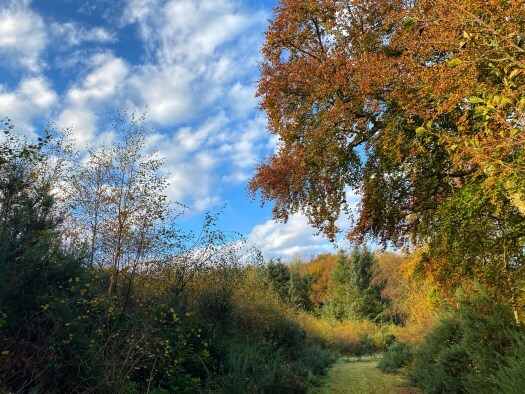 Scottish woodland, autumn