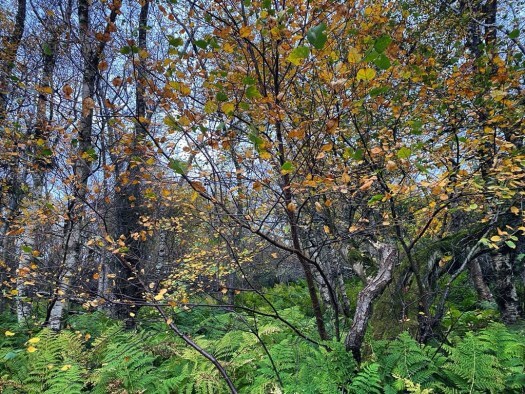 silver birches