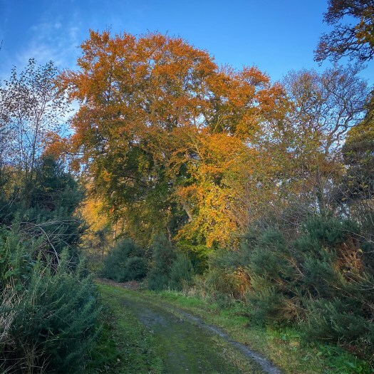 sunshine on trees: Scottish woodland