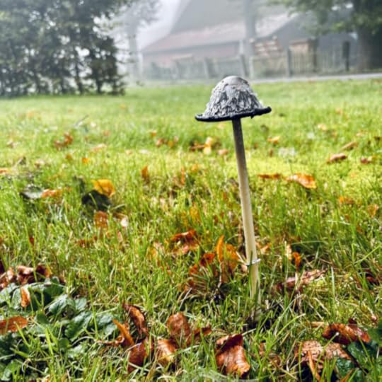 Ein Schopftintling auf einer Wiese vor einem Bauernhof, von etwas Herbstlaub umgeben