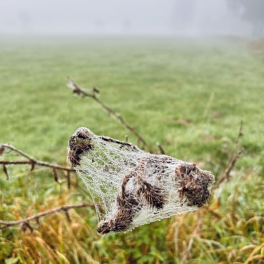 Ein Spinnennetz in einer abgestorbenen Staude, mit morgendlichen Tautropfen daran