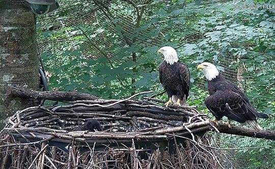 dollywood at the holidays - wings of america eagles