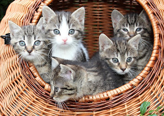 How many kittens can you see?