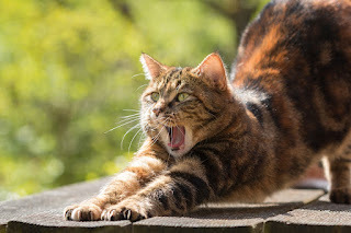 It's called Cat Yoga.