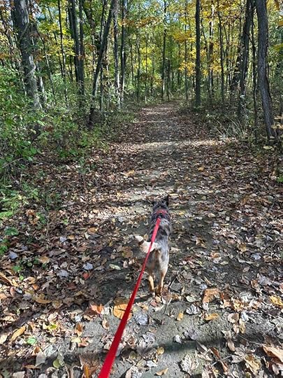 into the woods at Woodland Park and Nature Preserve