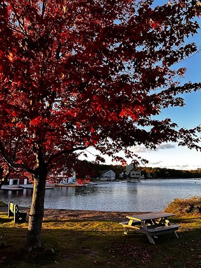 A picnic table under a red maple on a sunny afternoon