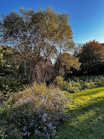 Trees, asters, sunshine
