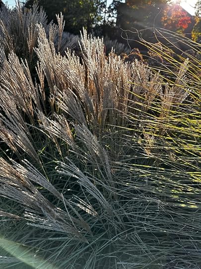 Tall grasses in sunshine