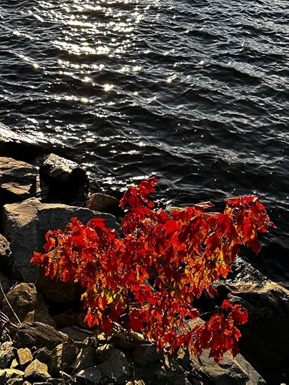 Red leaves next to a lake