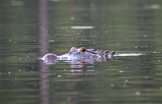 https://www.arkansasstateparks.com/sites/default/files/inline-images/9%20alligator.JPG